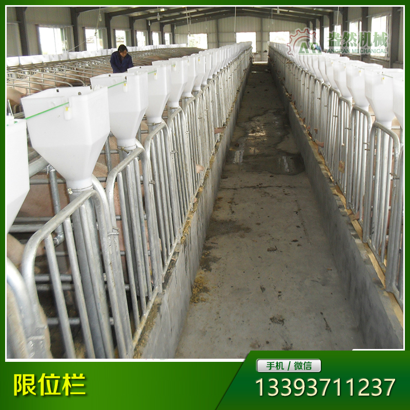 母豬定位欄 豬用限位欄