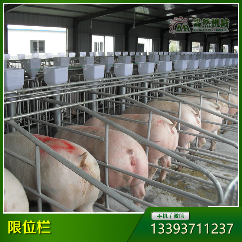 母豬定位欄 豬用限位欄