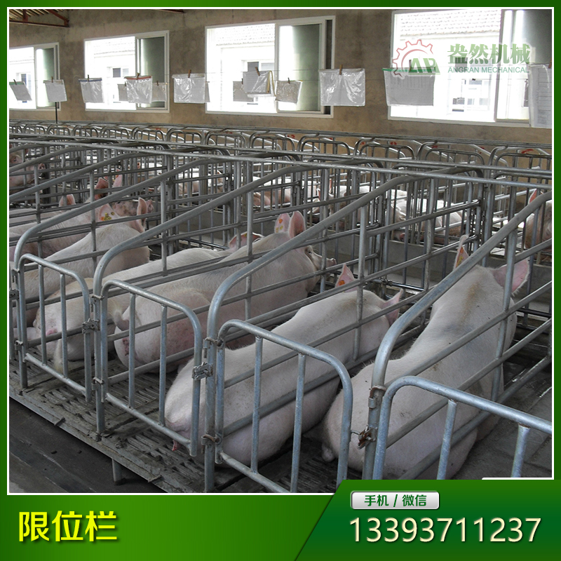 母豬定位欄 豬用限位欄